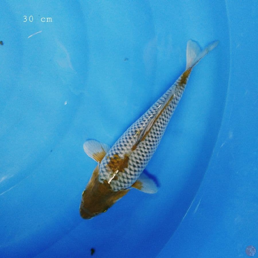 Uchiba 30 cm