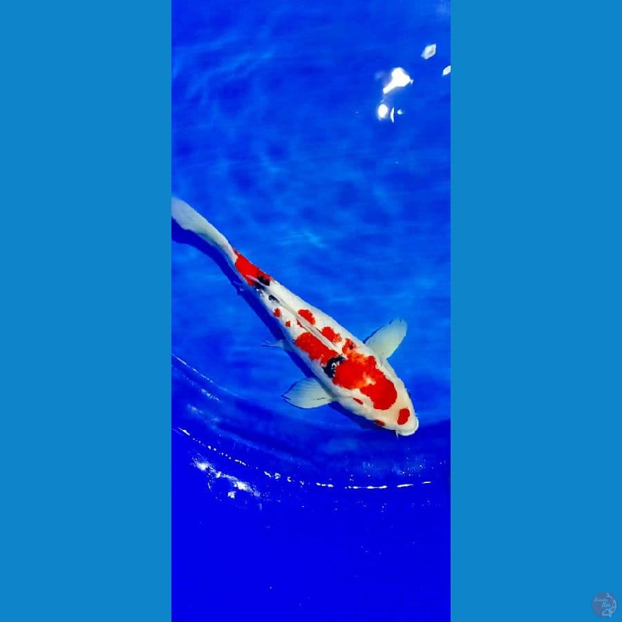 sangke ginrin 40 cm.
