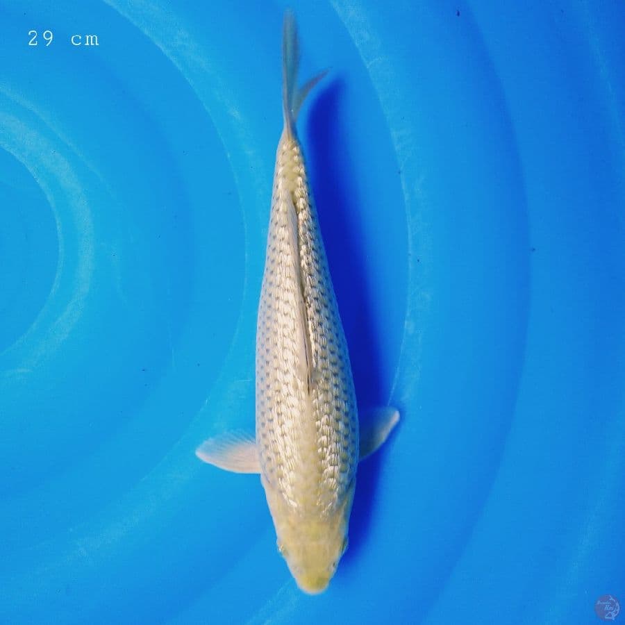 midori ginrin 29 cm