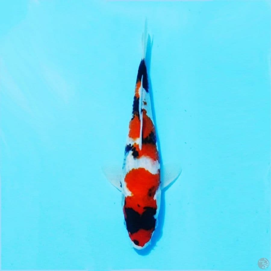 ٧. Showa tategoi bahan kepping size 20cm male