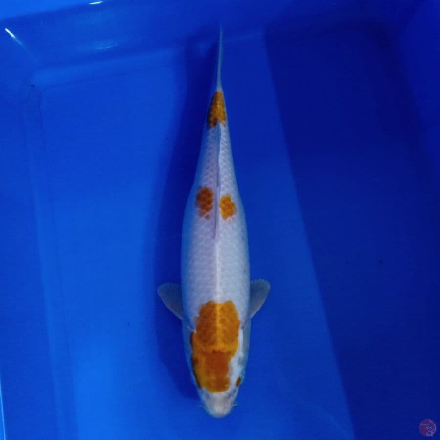 KITARO - HARIWAKE 34CM