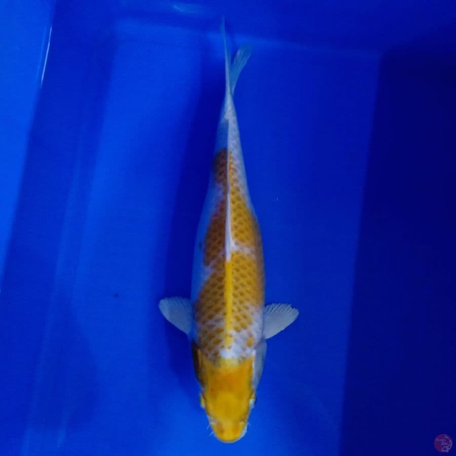 KITARO - BULKY HARIWAKE 31CM