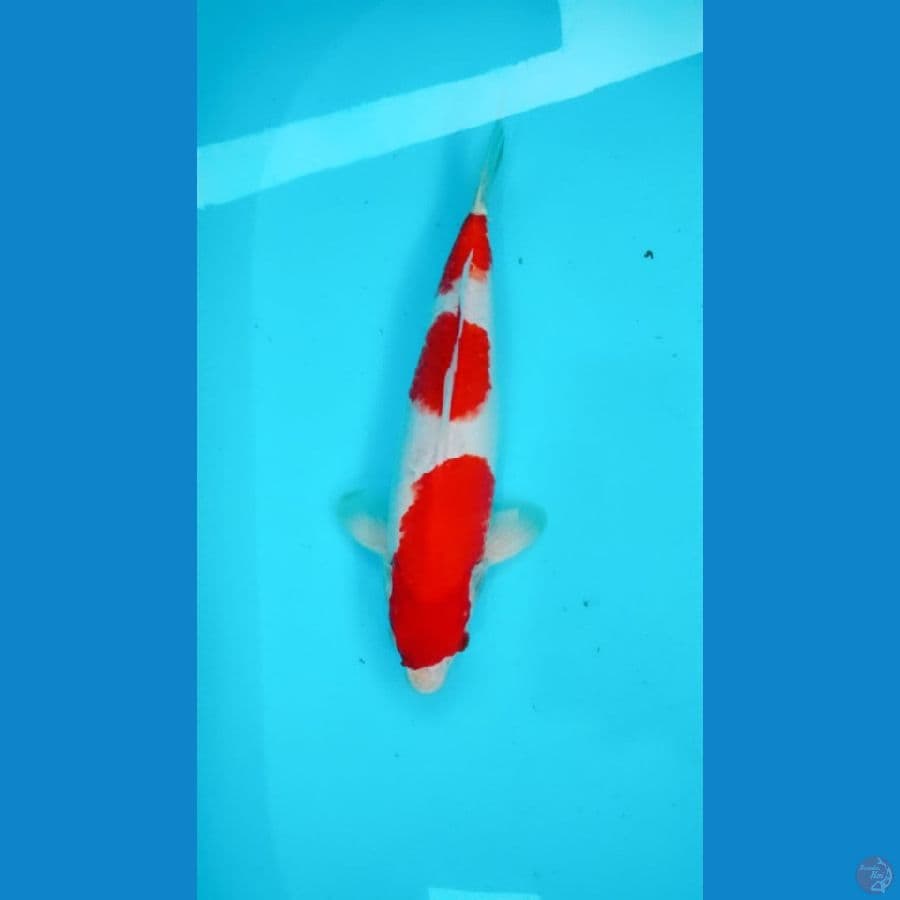 Kohaku 33cm