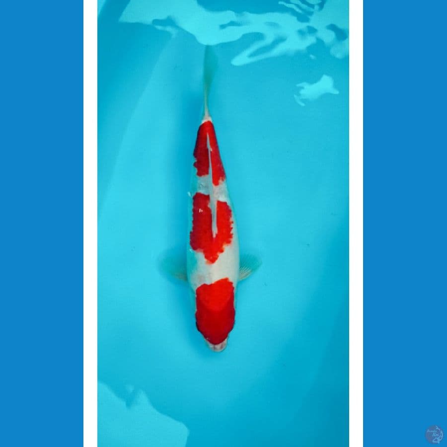 Kohaku 38cm