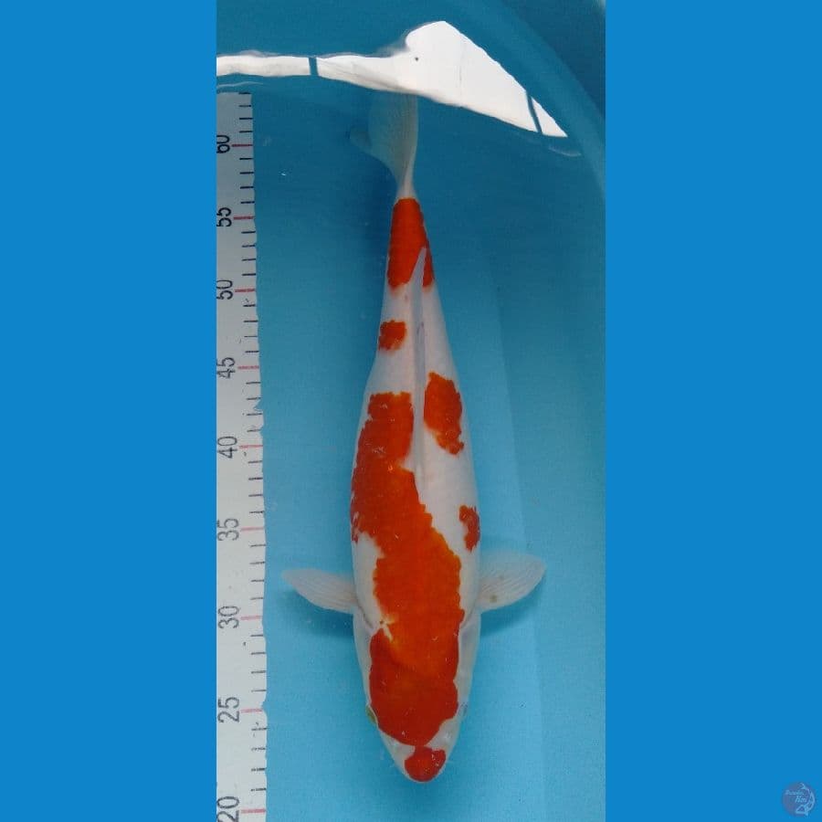 Kohaku good body F43cm
