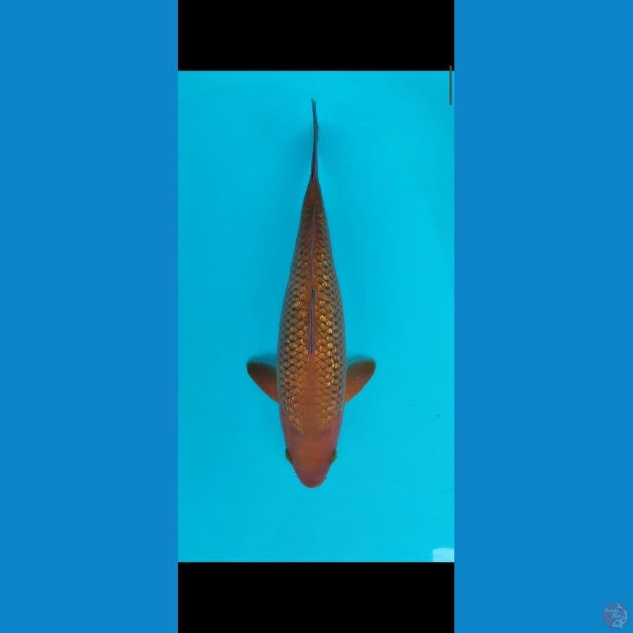 chagoi tembaga ginrin FM