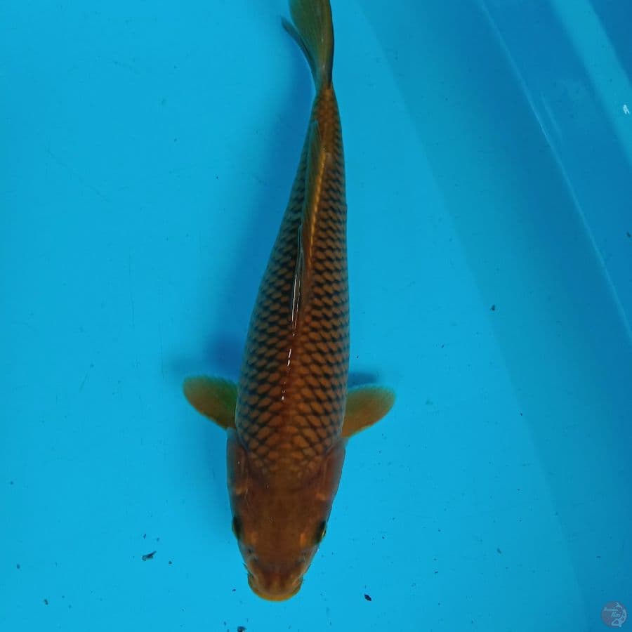 chagoi 33 cm