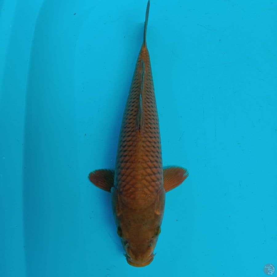 chagoi 34 cm