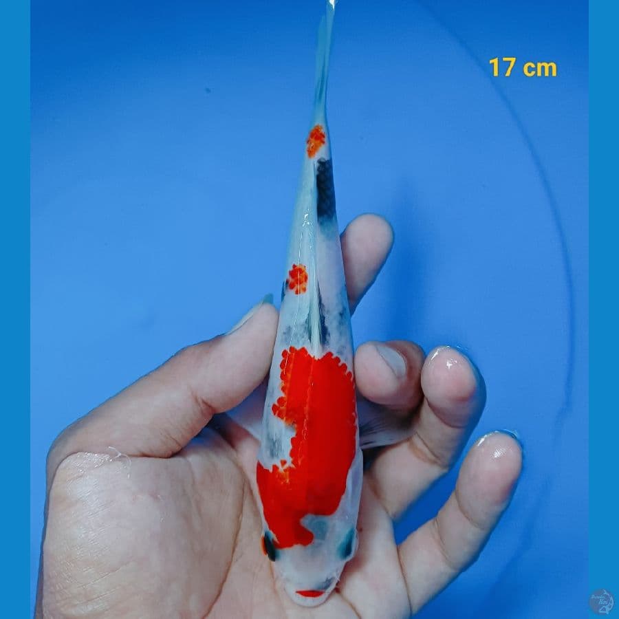 minion 17 cm
