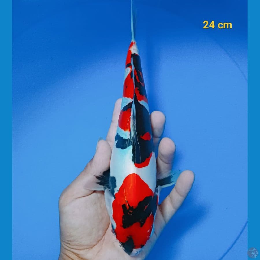 showa doit male 24 cm