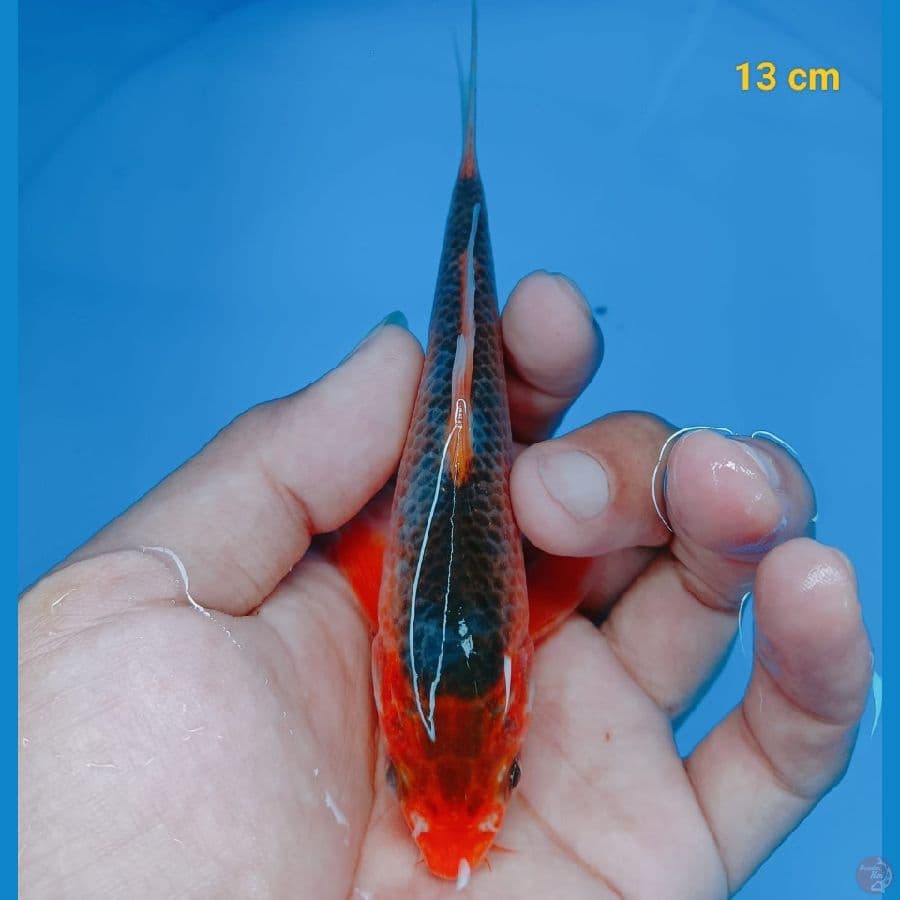 asagi 13 cm