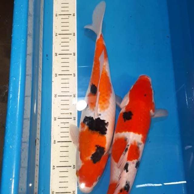 SEPASANG SANKE JANTAN&BETINA 39 CM