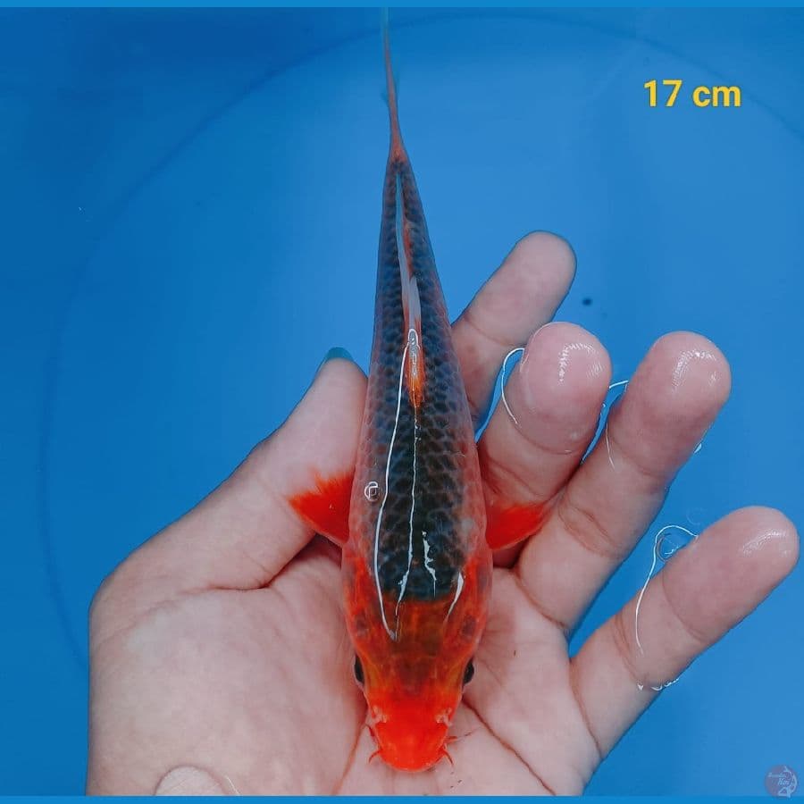 AKA 17 cm