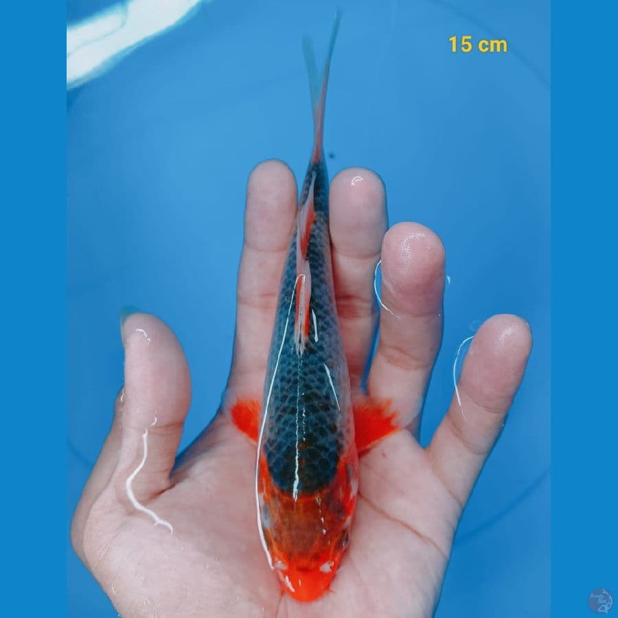 asagi 15 cm