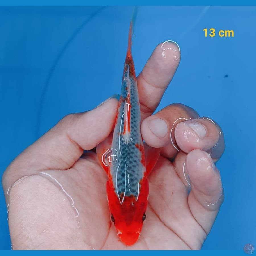 asagi 13 cm