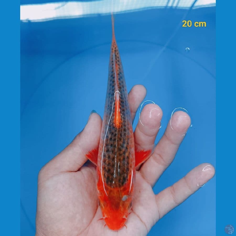 AKA 20 cm