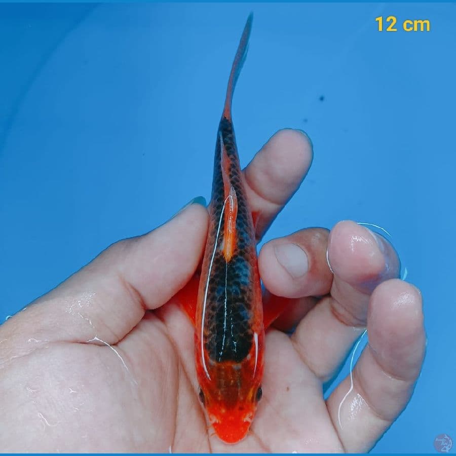 AKA 12 cm