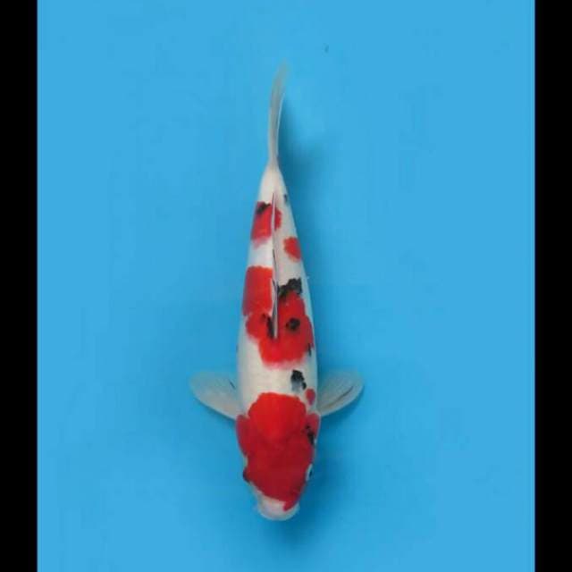 38cm Female - Red Sanke Jumbo Tosai