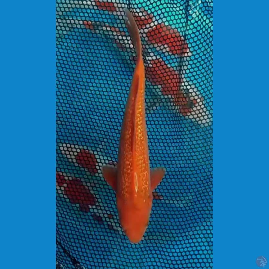 SQ Caramel Ginrin - 25cm Male