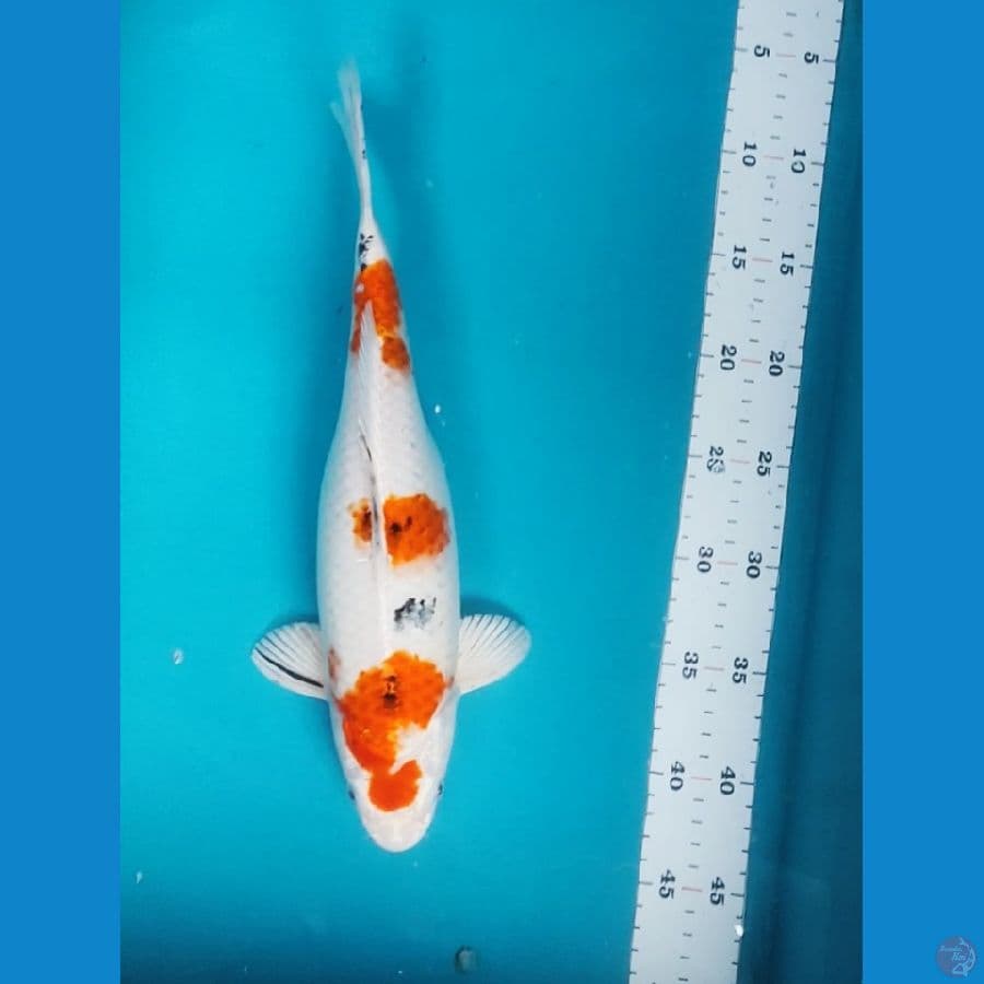 Heisei nishiki 36cm fm