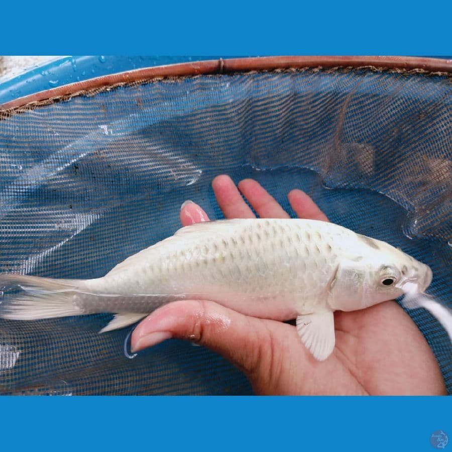 mukasi body badak air 20cm
