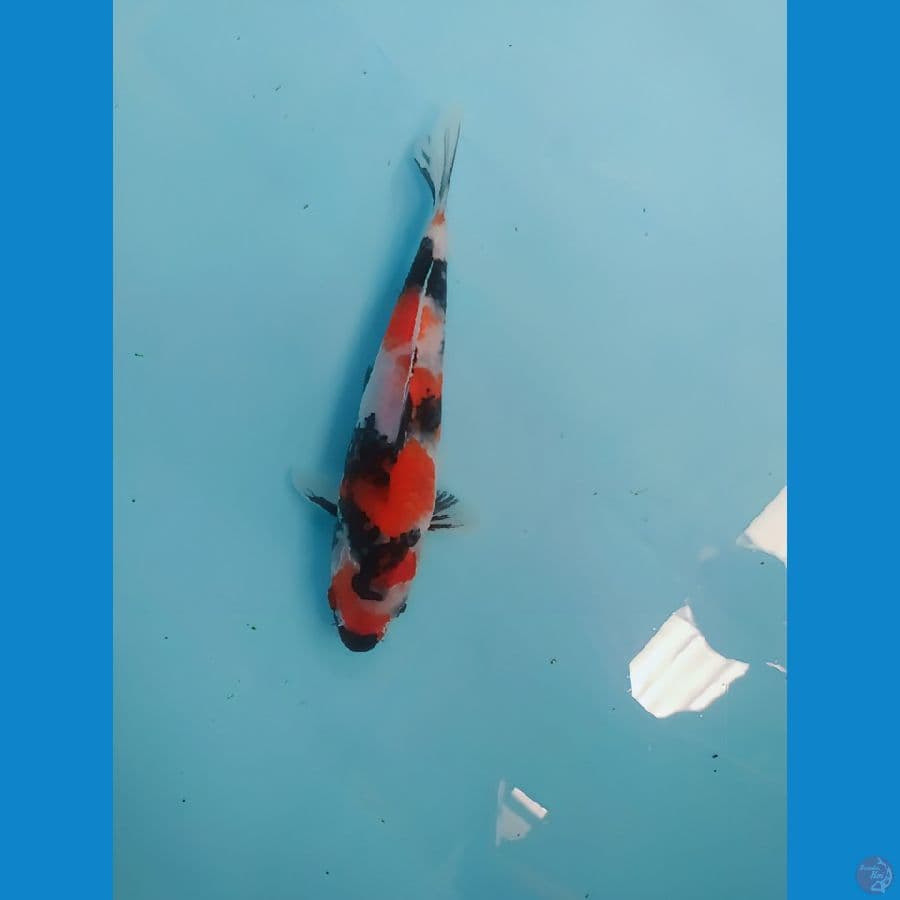 Showa sansoku 20 cm