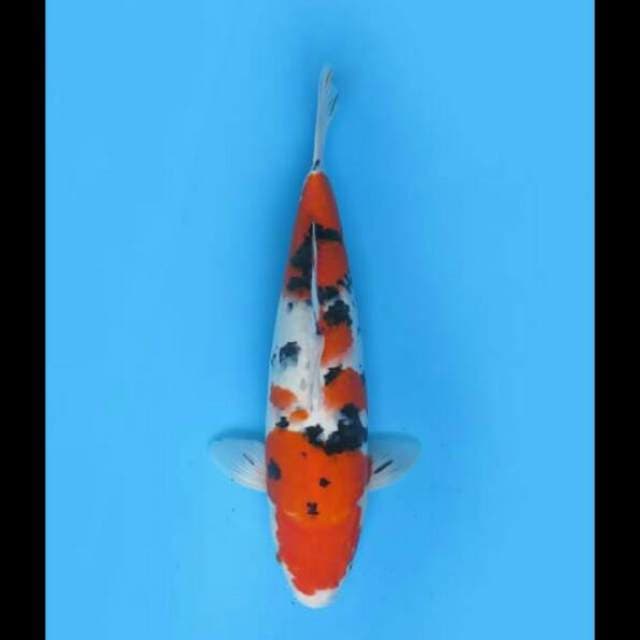 38cm Female - F1 Jumbo Taisho Sanke Hq