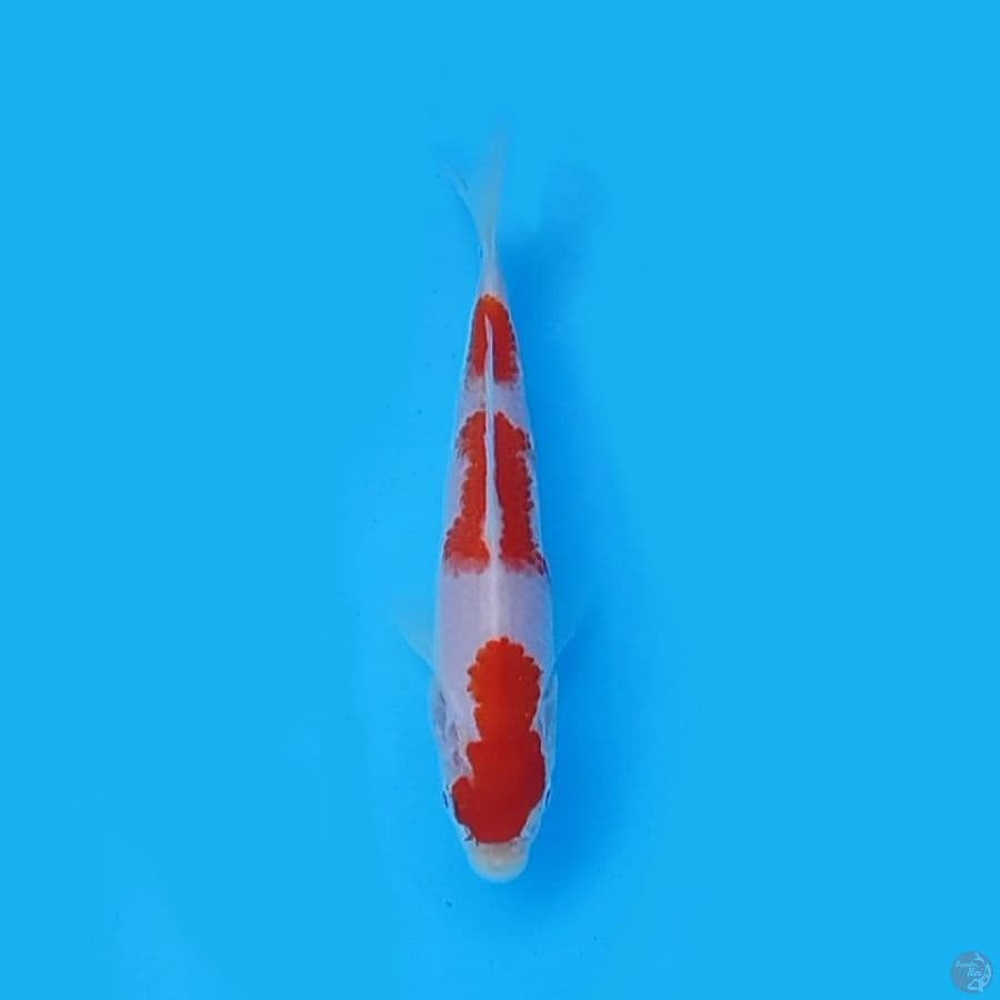 15.cm KOHAKU