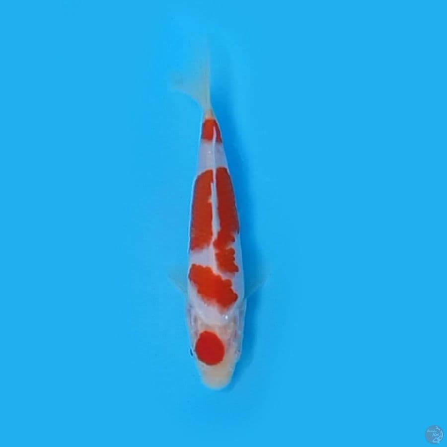 HQ 17.Cm. KOHAKU