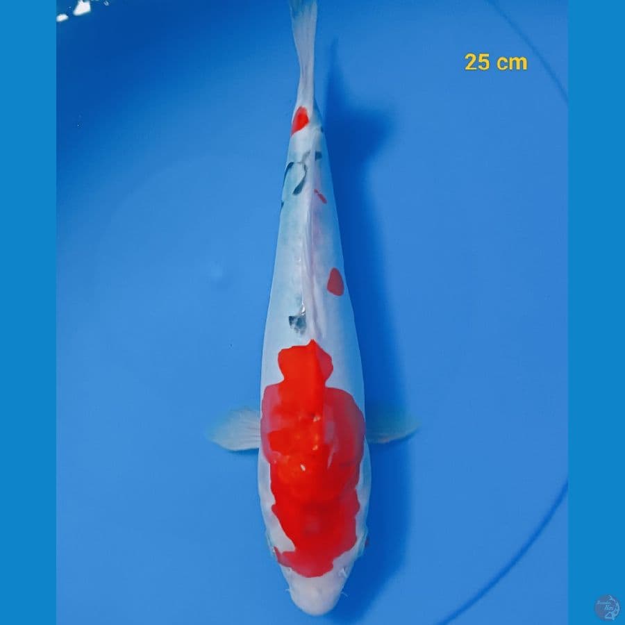 Showa Doit 25 cm
