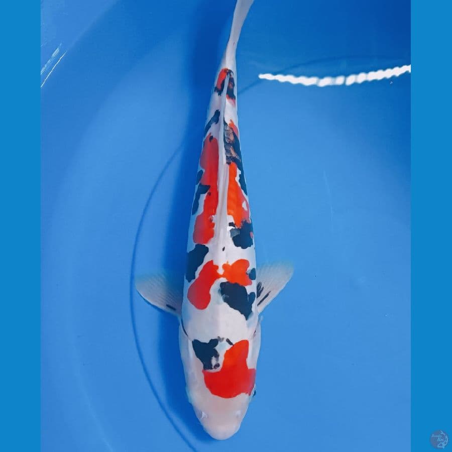 Sanke Doit 35 cm