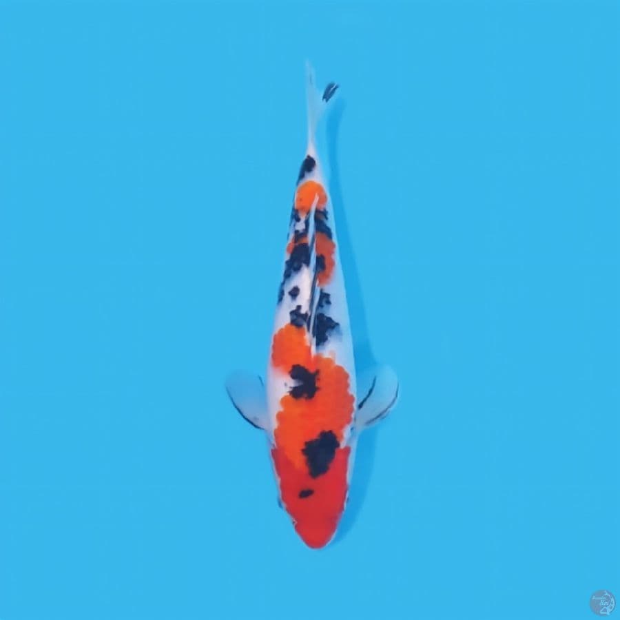 SANKE 31 CM - FEEMALE