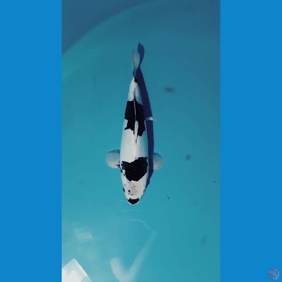 doitshu 35