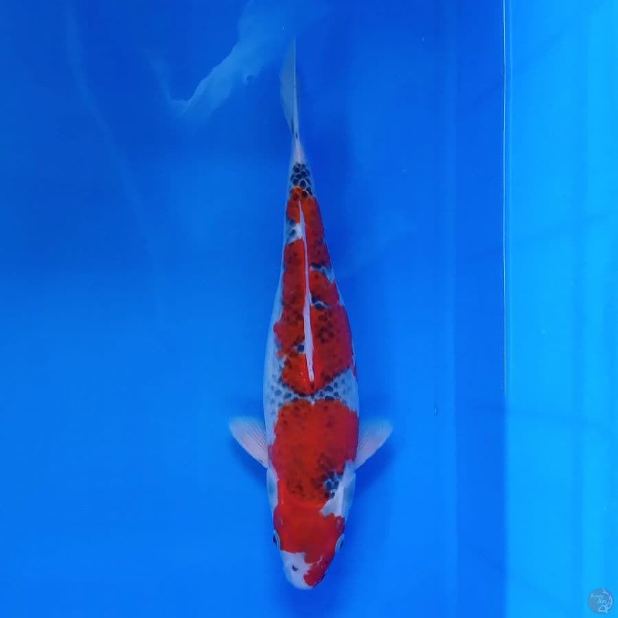 TOYAMA - GOSHIKI 34CM