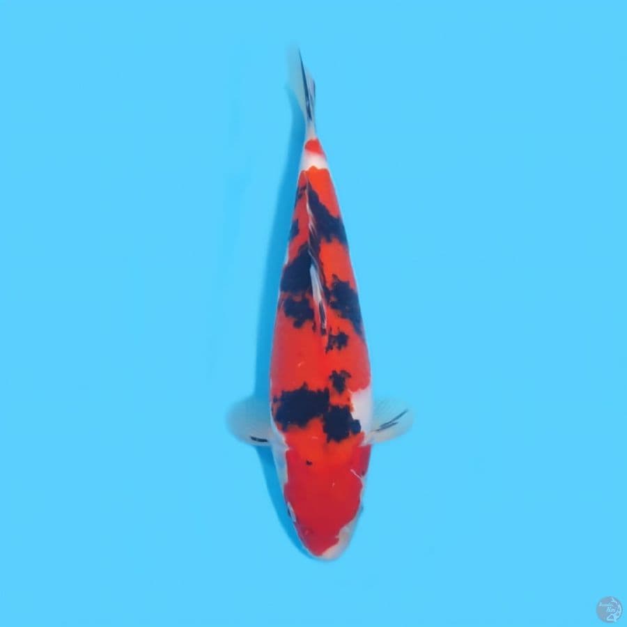 SANKE 33 CM - FEEMALE