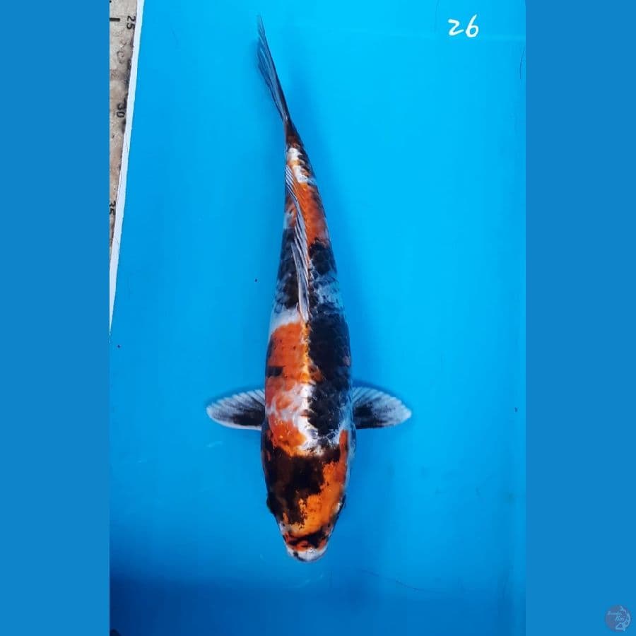 Showa hikari 26cm