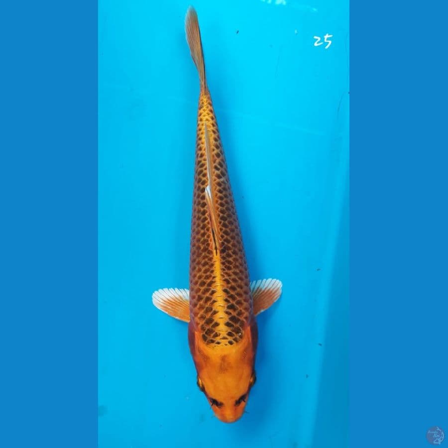 matsuba 25cm