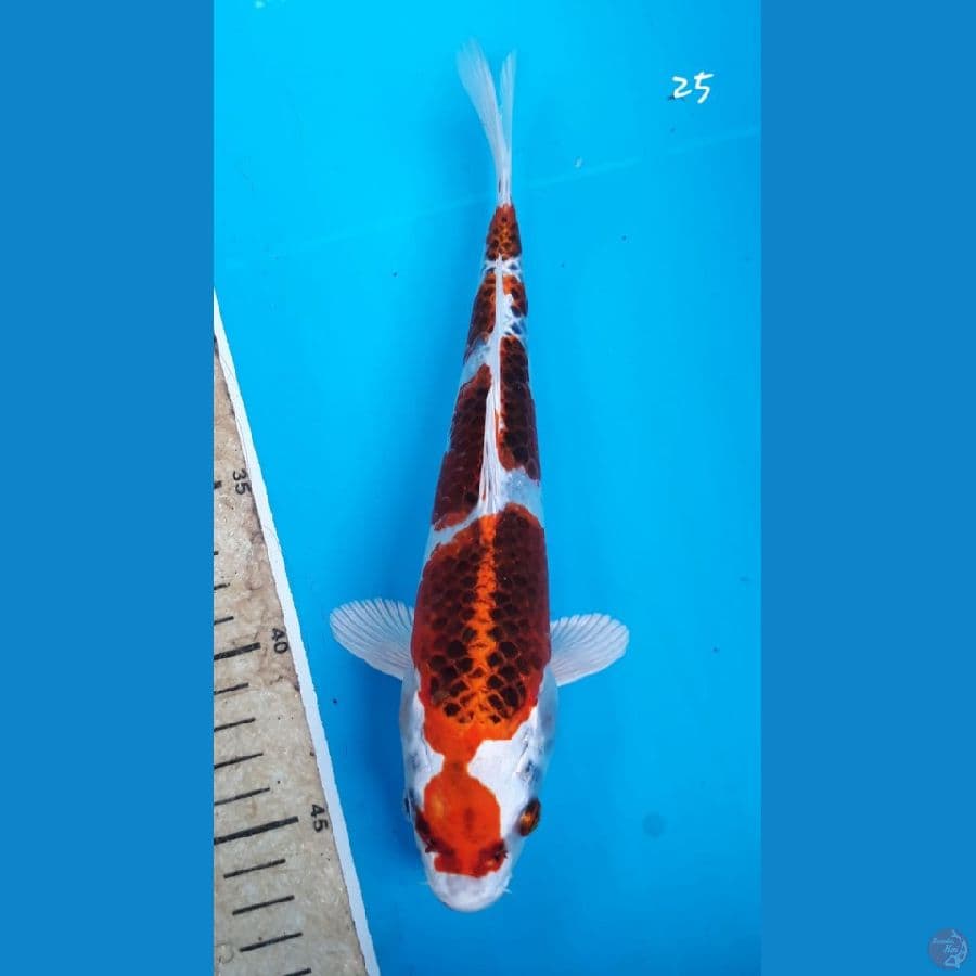 Kujaku 25cm