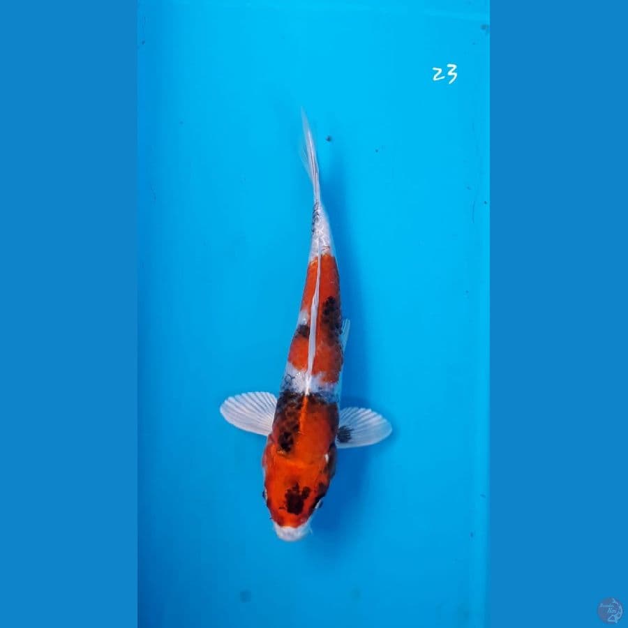 Showa hikari 23cm