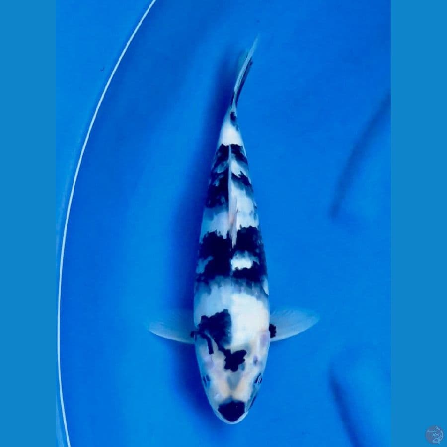 Siro sq putih 32cm