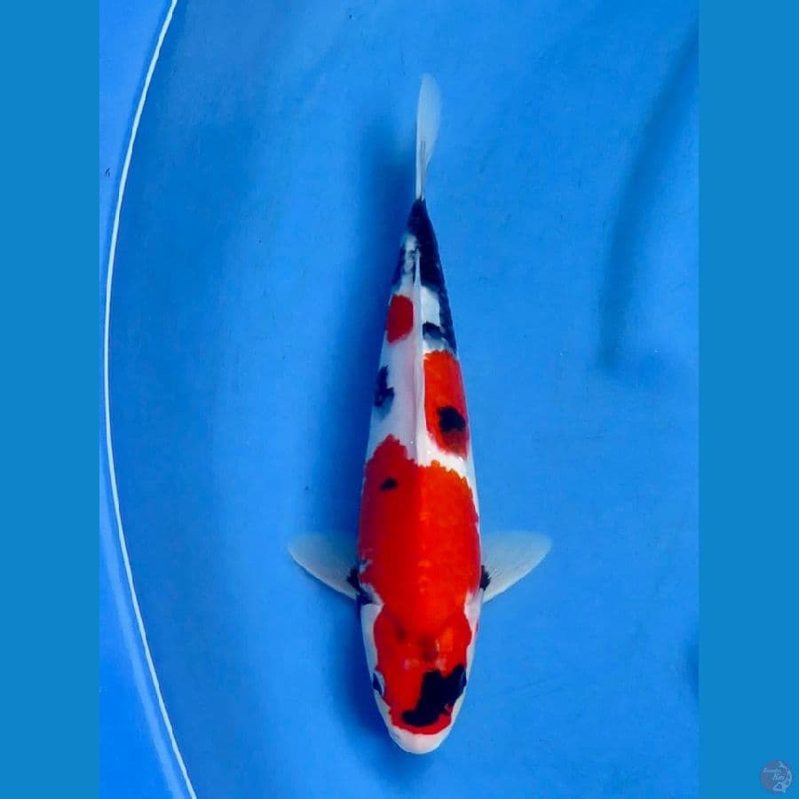 Showa male Sq 28cm
