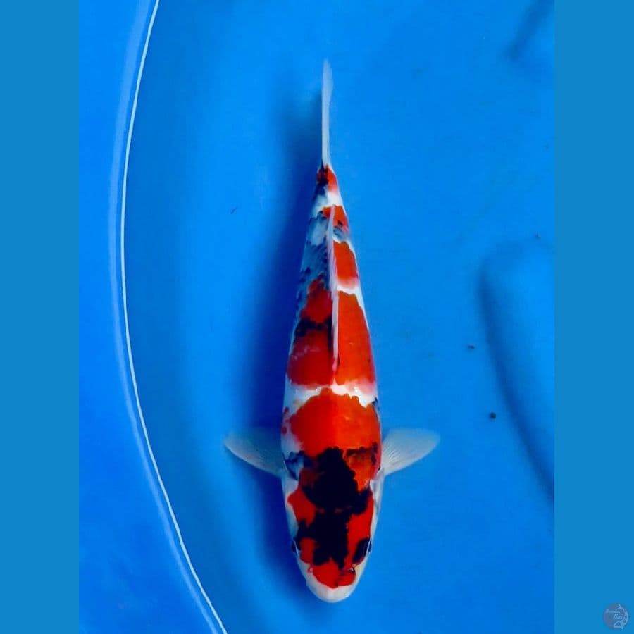 Showa Hq male 28 cm