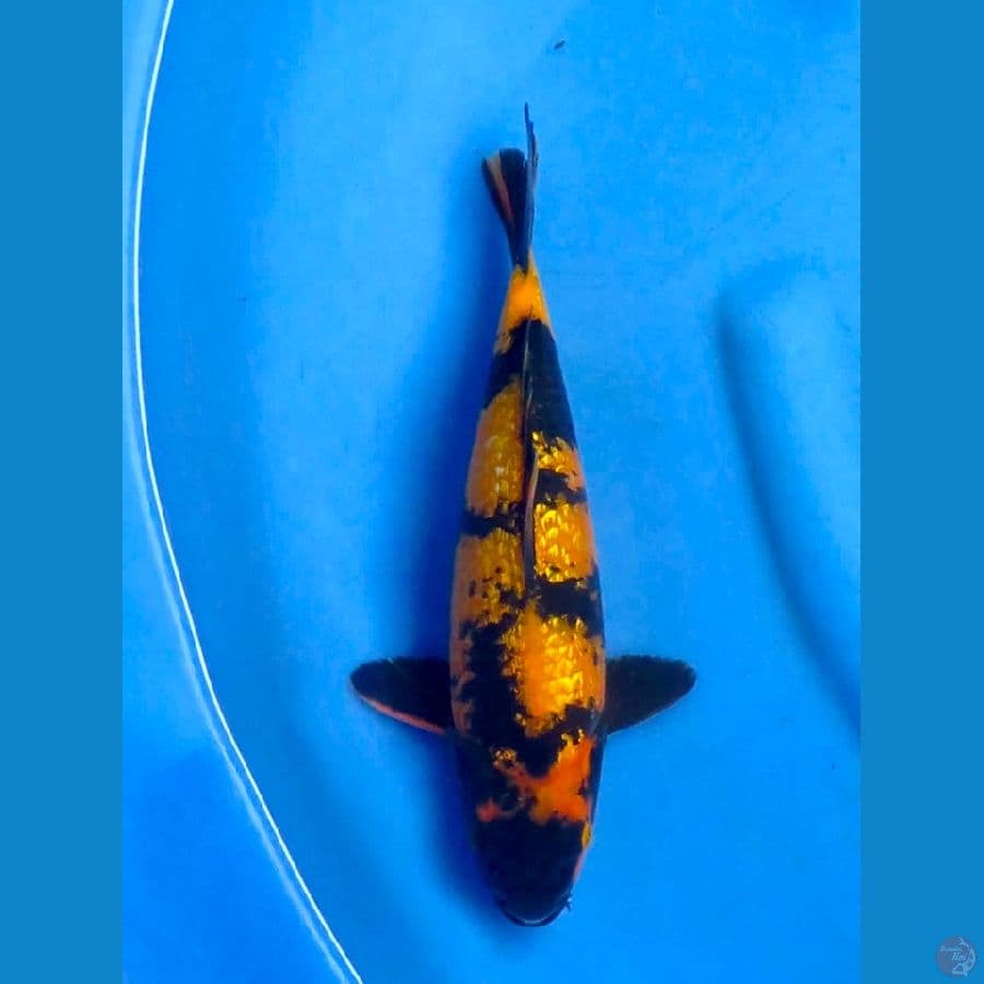 Hi utsuri Hq male 29 cm