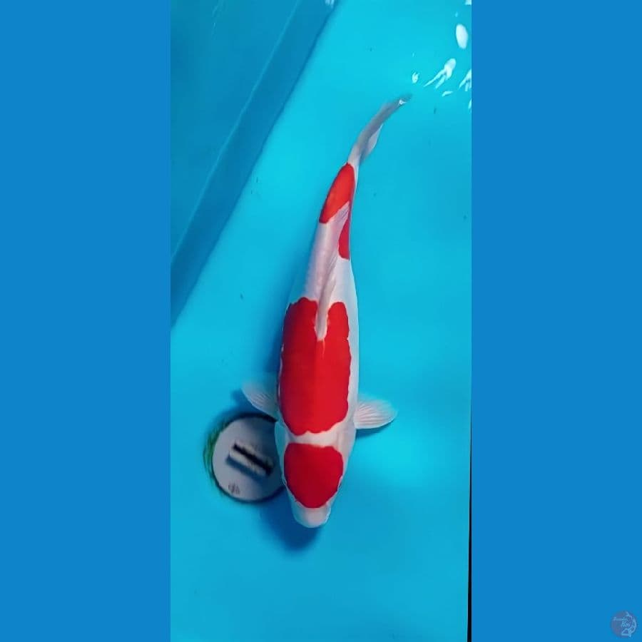 maruten kohaku doitsu murni 37 cm