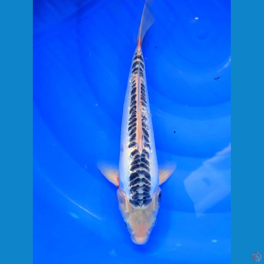 Shusui 39CM