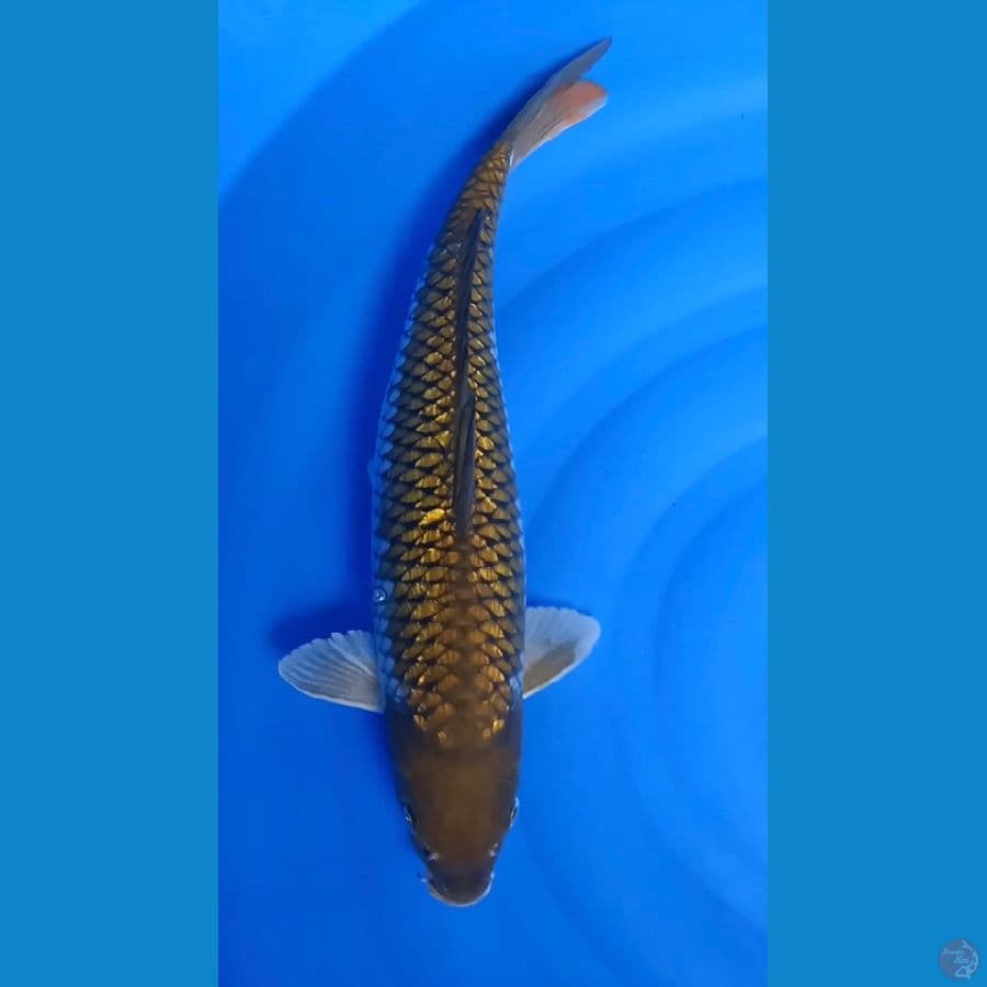 ochiba 48 cm