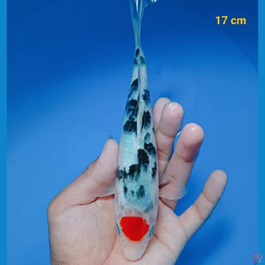 TANCHO SHOWA F1 17 cm