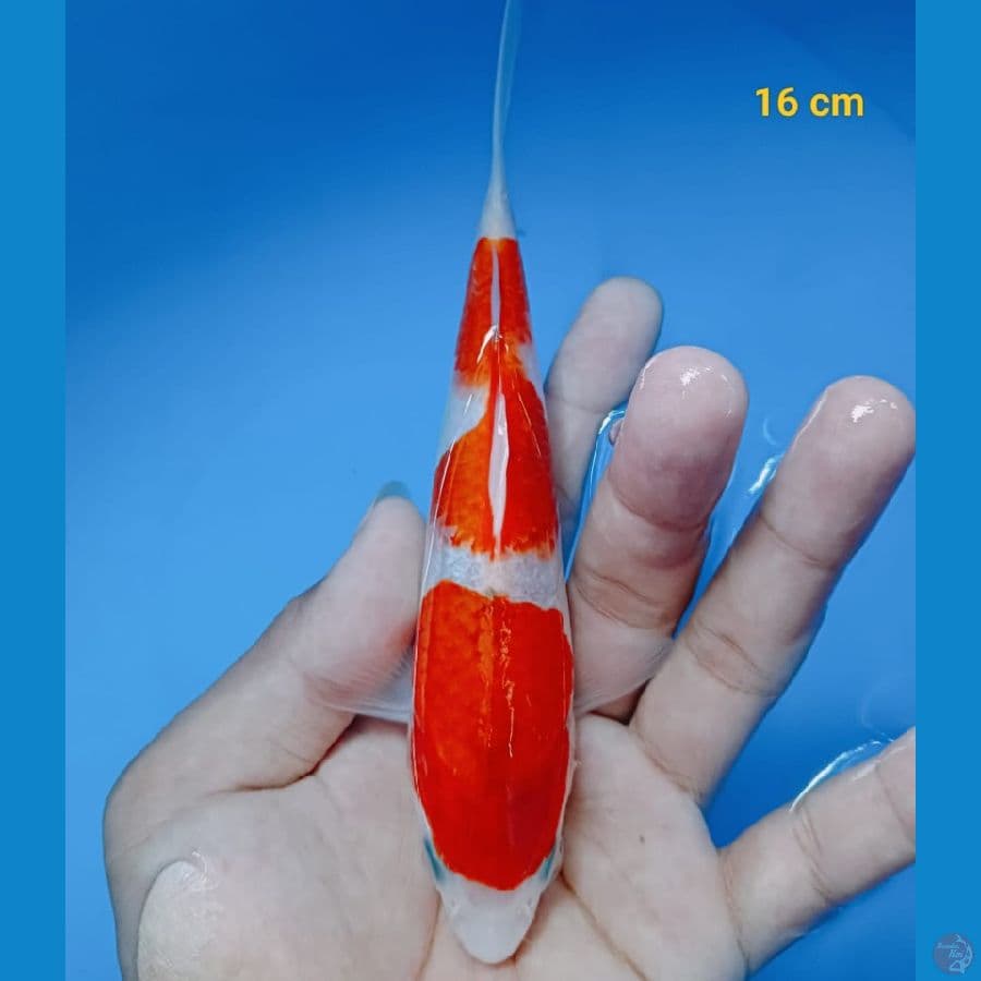 minion KOHAKU 16 cm