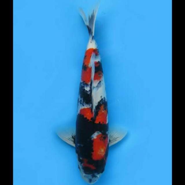 40cm Male - Showa Sanshoku Hq