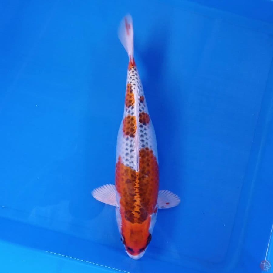TOYAMA - KUJAKU FEMALE 33CM